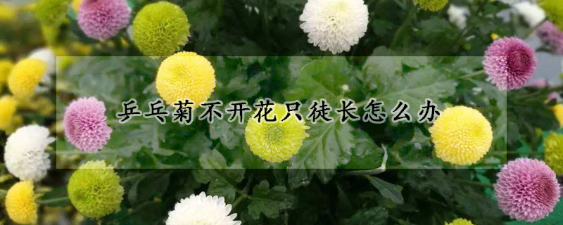 乒乓菊不開花隻徒長怎麼辦