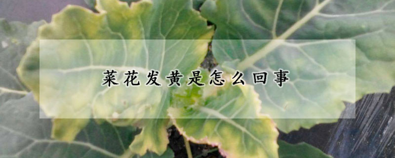 菜花發黃是怎麼回事