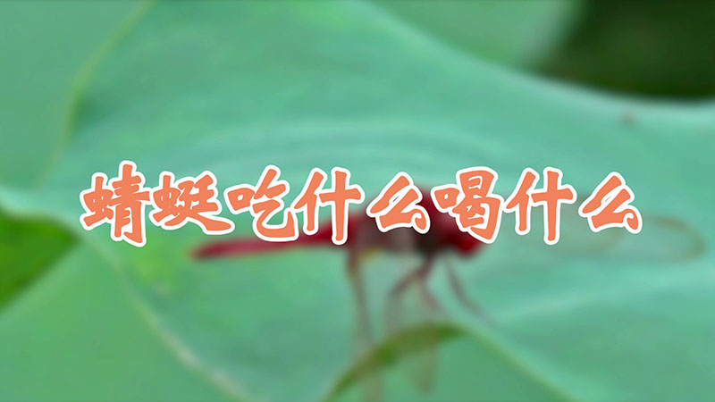 蜻蜓吃什麼喝什麼