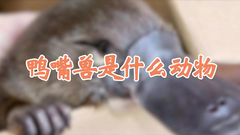 鴨嘴獸是什麼動物