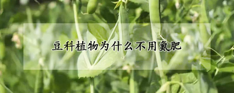 豆科植物為什麼不用氮肥