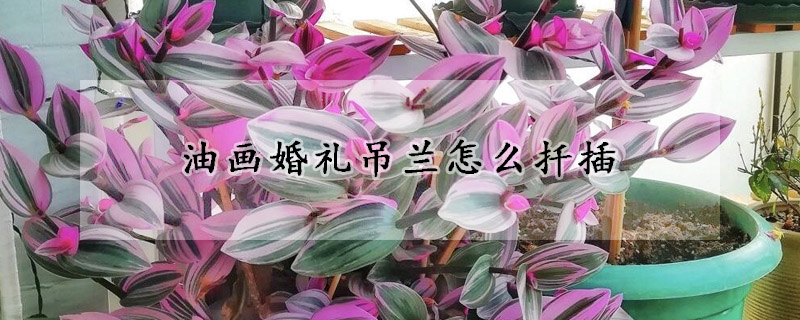 油畫婚禮吊蘭怎麼扡插