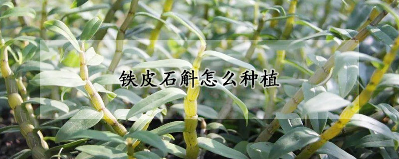 鐵皮石斛怎麼種植