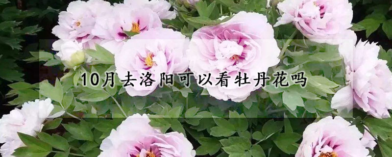 10月去洛陽可以看牡丹花嗎