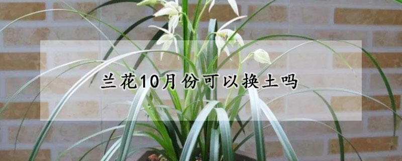 蘭花10月份可以換土嗎