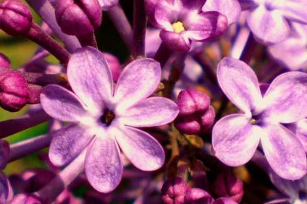 丁香花是什麼顏色