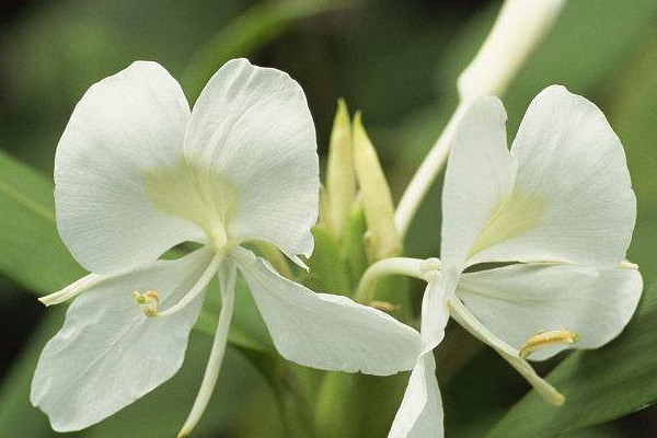 薑花是生薑的花嗎