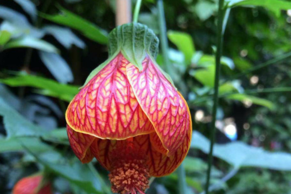 什麼花四季開花又好養