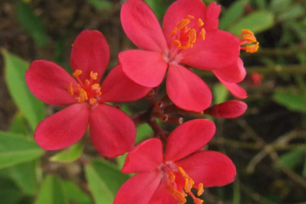 什麼花四季開花又好養