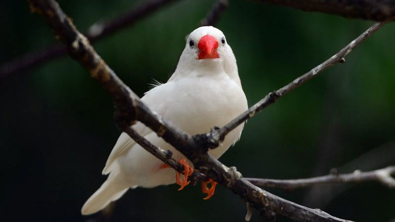 珍珠鳥下蛋前兆