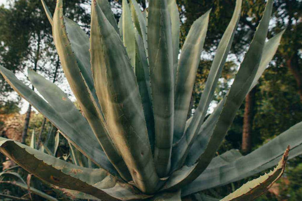 什麼植物除甲醛最好 什麼植物可以去除甲醛