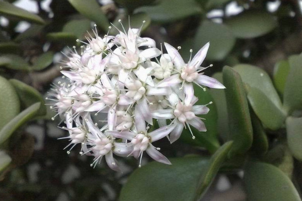 家裏客廳養什麼花最好 客廳裏擺放什麼樣的花合適