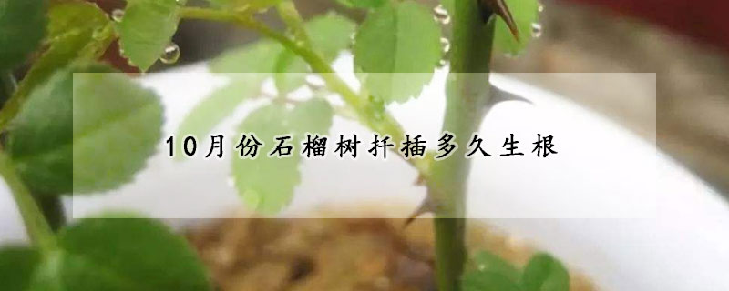 10月份石榴樹扡插多久生根