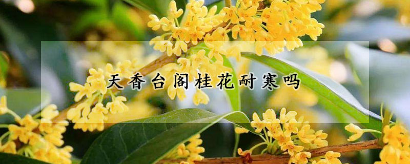 天香台閣桂花耐寒嗎