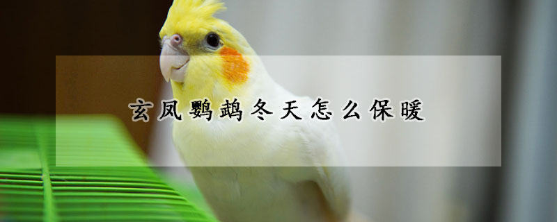 玄鳳鸚鵡冬天怎麼保暖