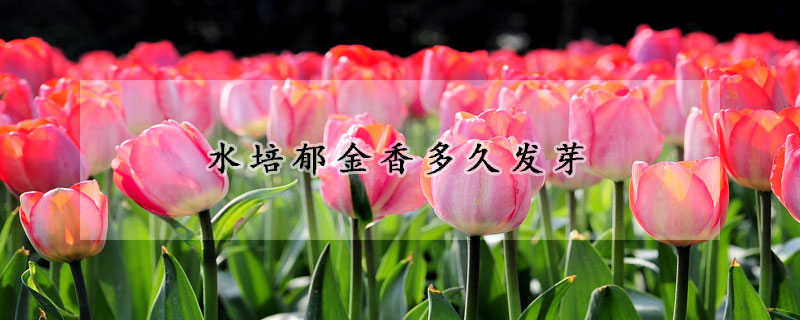 水培鬱金香多久發芽