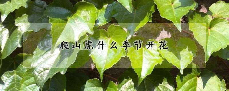 爬山虎什麼季節開花