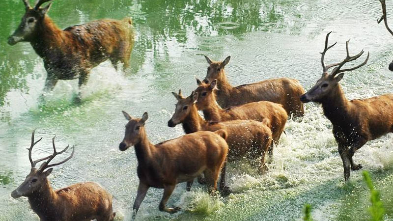 四不像是什麼動物