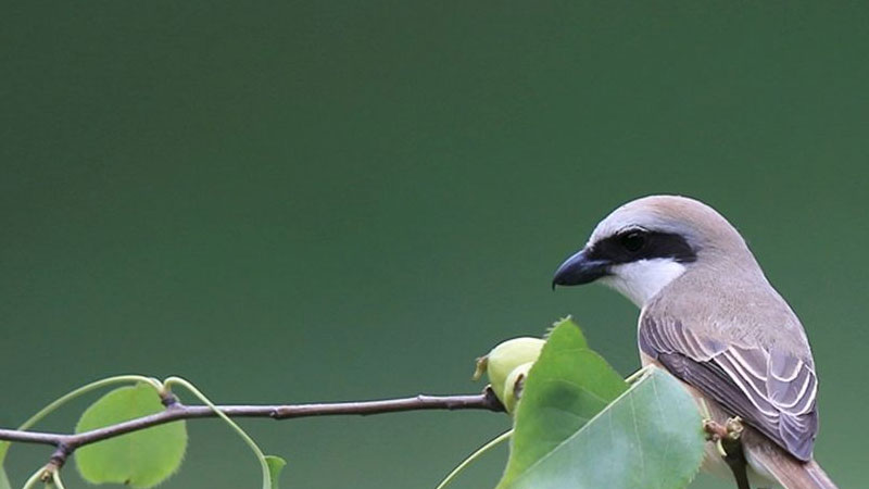 伯勞鳥吃什麼