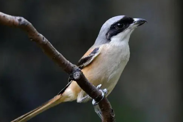 伯勞鳥吃什麼