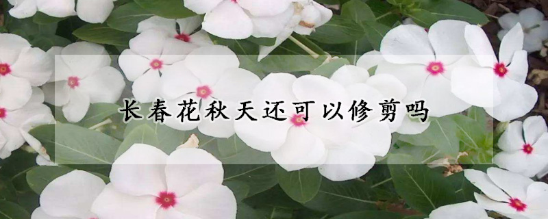 長春花秋天還可以修剪嗎