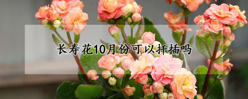 長壽花10月份可以扡插嗎