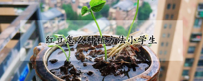 紅豆怎麼種植方法小學生