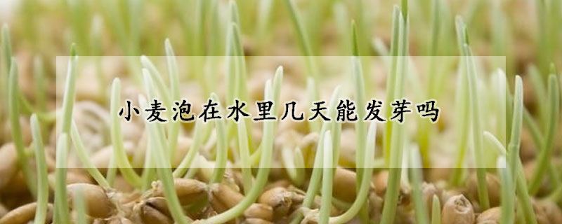 小麥泡在水裏幾天能發芽嗎