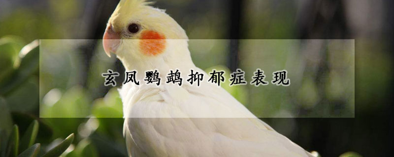 玄鳳鸚鵡抑鬱症表現