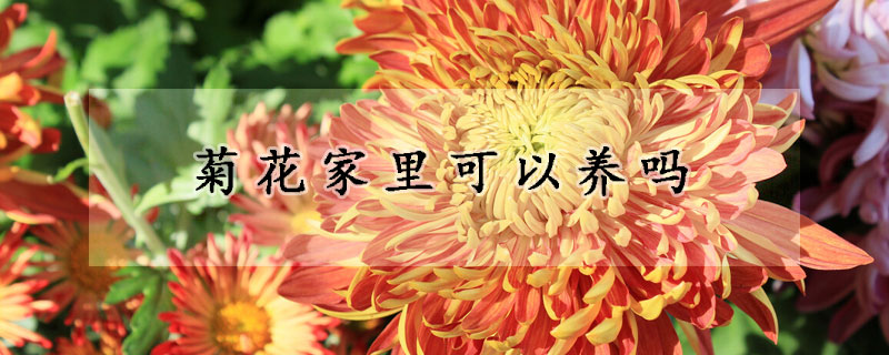 菊花家裏可以養嗎