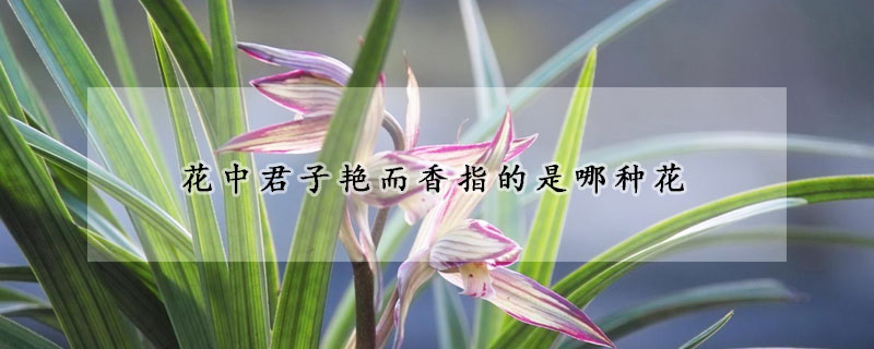 花中君子豔而香指的是哪種花