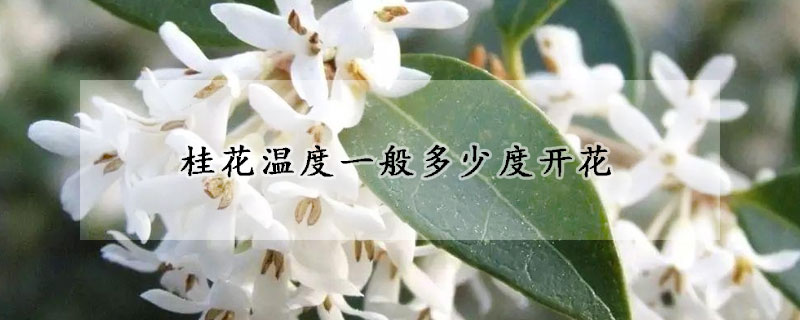 桂花溫度一般多少度開花