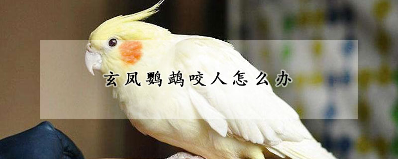 玄鳳鸚鵡咬人怎麼辦