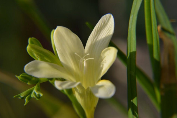 春節期間家裏放什麼花比較好