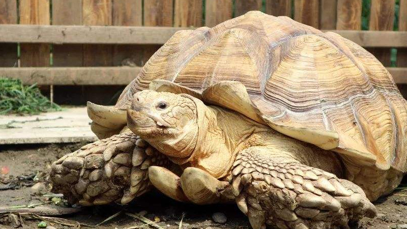 龜鱉是什麼動物