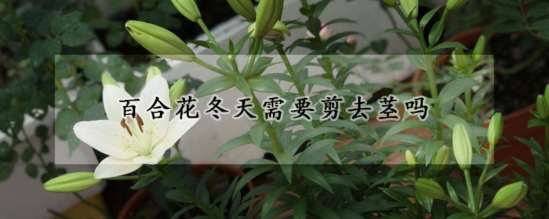 百合花冬天需要剪去莖嗎