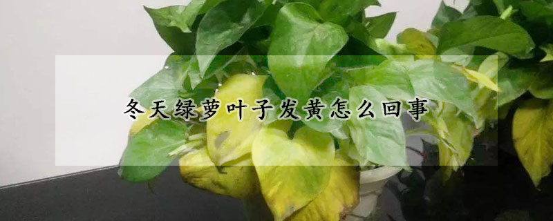 冬天綠蘿葉子發黃怎麼回事