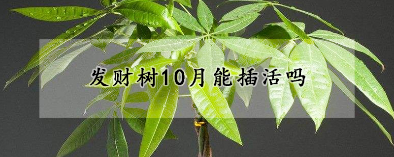 發財樹10月能插活嗎