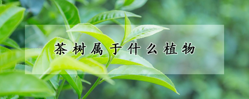 茶樹屬於什麼植物