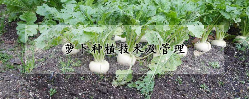 蘿卜種植技術及管理