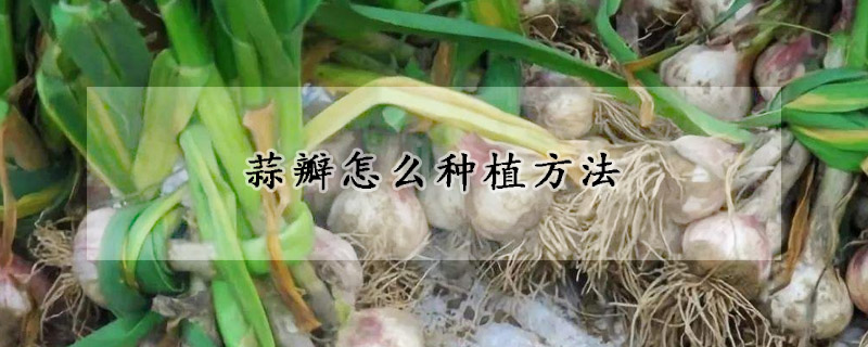 蒜瓣怎麼種植方法