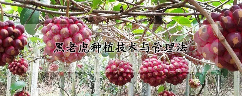 黑老虎種植技術與管理法