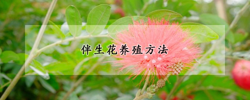 伴生花養殖方法