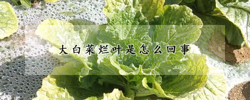 大白菜爛葉是怎麼回事