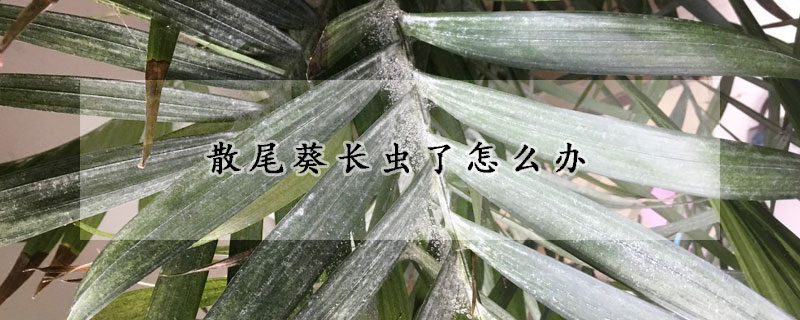 散尾葵長蟲了怎麼辦