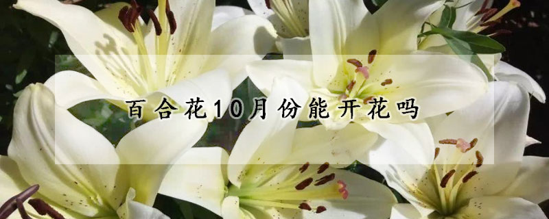 百合花10月份能開花嗎