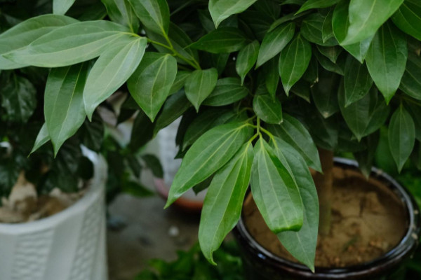 客廳最旺宅的大型植物 適合客廳又旺宅的植物