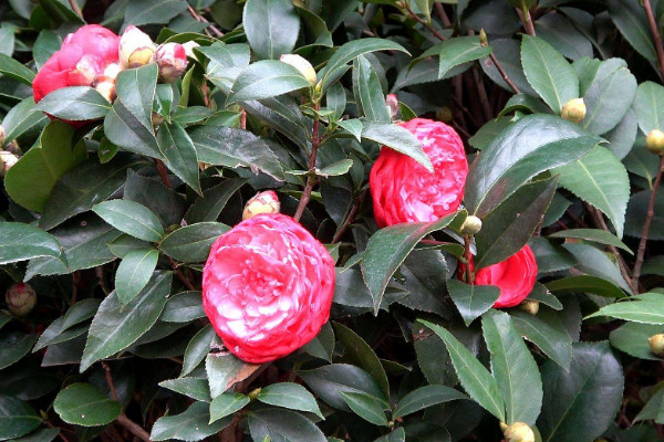 家裏最旺財的十種花 室內養十種花最好旺財