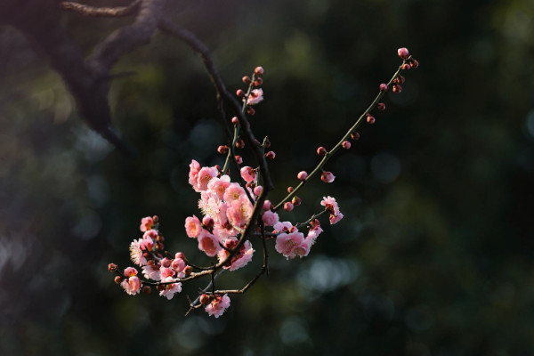 家裏最旺財的十種花 室內養十種花最好旺財