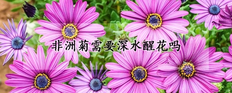 非洲菊需要深水醒花嗎